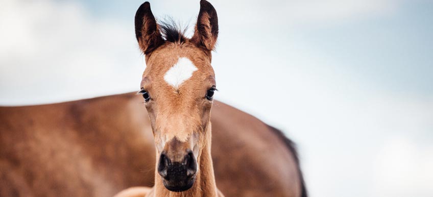 L’alimentation du cheval en croissance : une question d'équilibre !