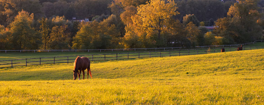 Améliorer la digestion de votre cheval : Est-ce possible ? 