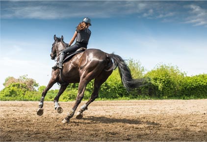 Anatomie Chevaux