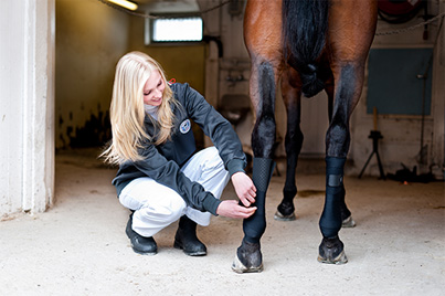 bandes de repos chevaux