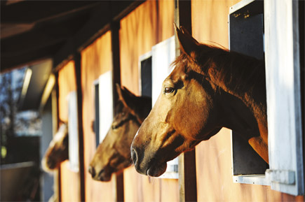 Choix aliments pour chevaux en convalescence