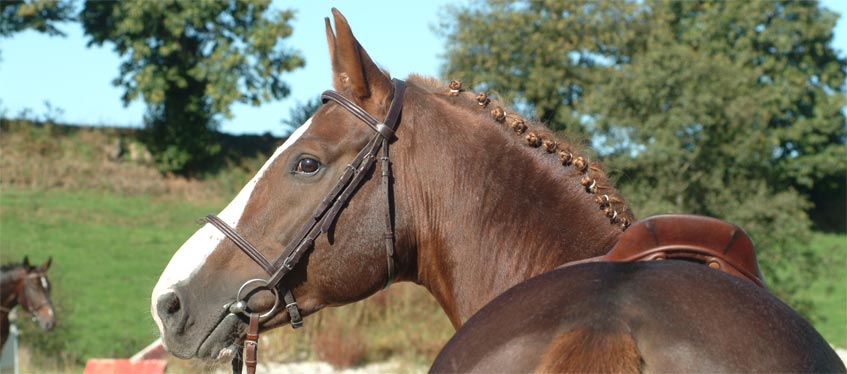 Couvrir le besoin d’entretien chez le cheval.