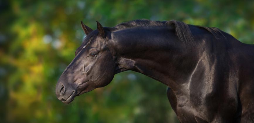 Équilibre de la ration : quelles sont les astuces pour que mon cheval ait une robe brillante ?