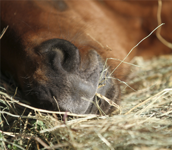 Coup de sang chez les chevaux