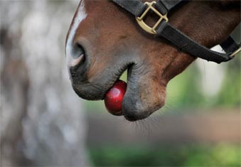 Adapter la ration de cheval atteint d'unlcère 