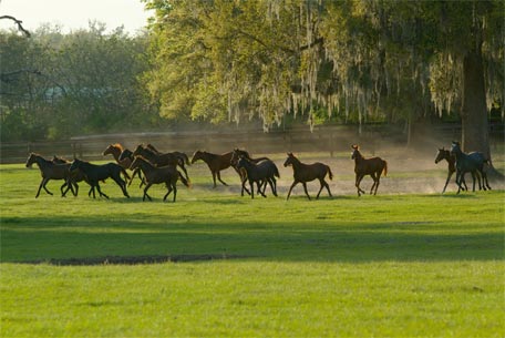 Lutter contre les insectes sur les chevaux