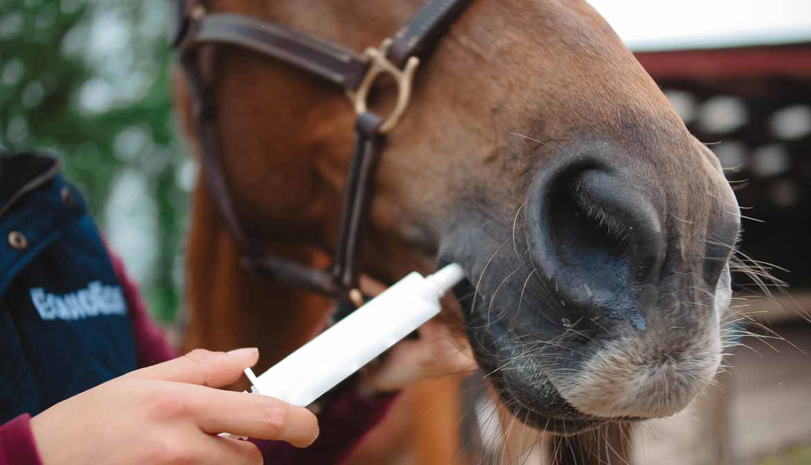 Vermifuge naturel cheval en poudre - antiparasites intestinaux