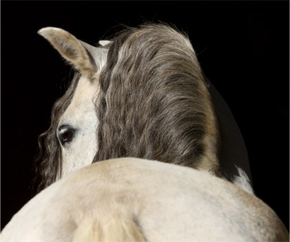 Le logement a-t-il une incidence sur le comportement de nos chevaux ?