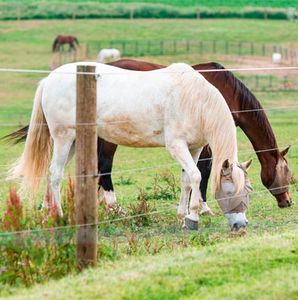 Maladie du Cushing chez le cheval