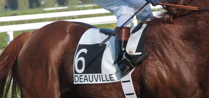 Protéger son cheval c’est bien, protéger ses cellules c’est encore mieux !