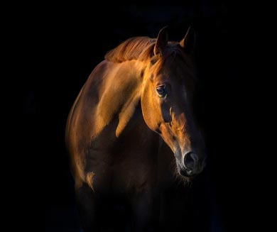 Coup de sang chez les chevaux