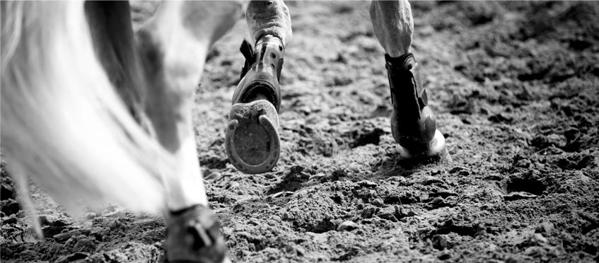 Quand et comment faut-il adapter la ration de son cheval ? 