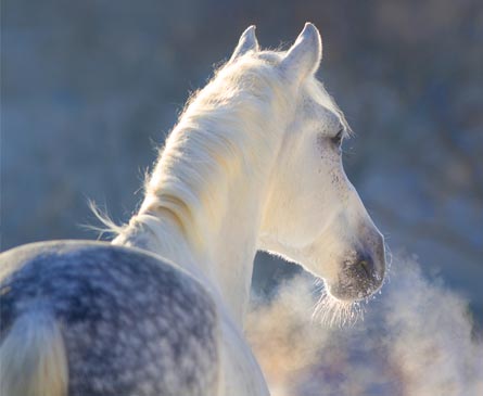 Tonte de votre cheval