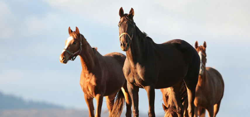 Vitamines : Adapter les apports aux besoins de votre cheval.