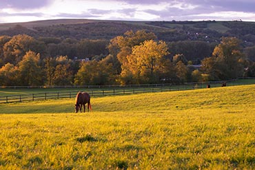 Améliorer la digestion de votre cheval : Est-ce possible ? 