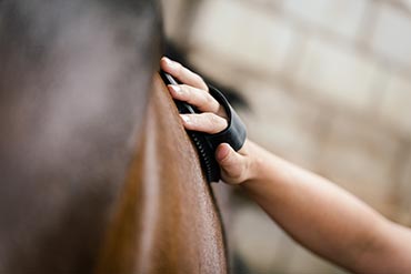 Pourquoi l’apport de fibres peut-il réduire le risque de coliques et de diarrhées chez le cheval ? 