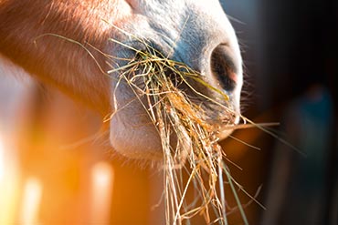 Cheval glouton : Comment éviter les problèmes digestifs ?