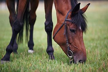 Comment gère-t-on l’alimentation du cheval pendant le « lundi chômé » après une compétition ou non ?