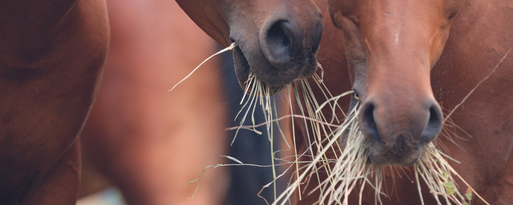 Les fibres dans l’alimentation du cheval