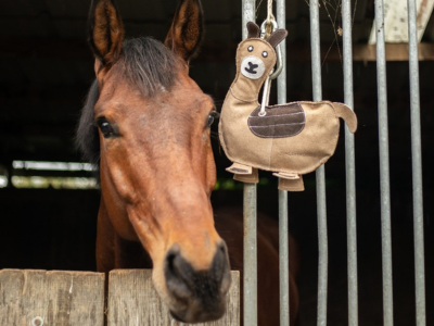 L'ennui du cheval au box : comprendre et agir pour son bien-être