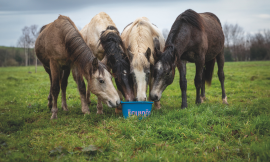 Comment prévenir et gérer les bouchons œsophagiens chez le cheval ?