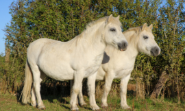 Le microbiote, le capital santé de votre cheval sénior !