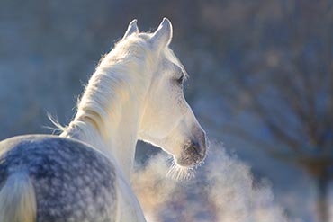 Grippe, gourme, rhinopneumonie : comment protéger mon cheval ? 