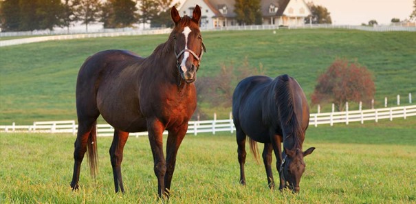 Herbe de printemps : opportunités et surcharges nutritionnelles pour le cheval