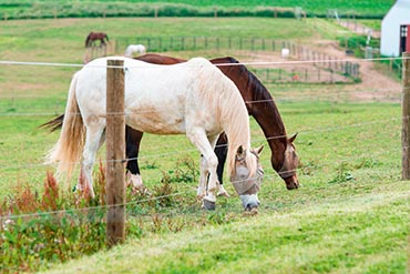 Comment reconnaître la maladie de Cushing  chez le cheval ?