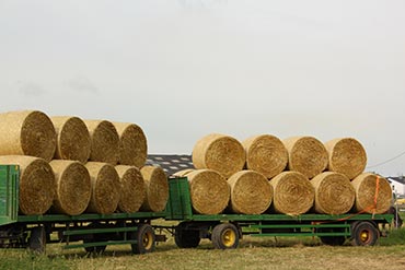 Le foin dans l’alimentation du cheval : C’est la base !