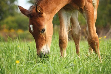 Les maladies des poulains : Tour d’horizon des maladies les plus couramment rencontrées chez les jeunes chevaux.