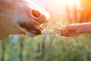 Les ulcères gastriques, et si votre cheval était concerné ? 