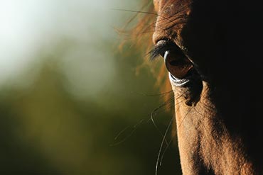 L’heure de la retraite pour mon cheval à sonné !