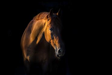 Protéines ? Une molécule aux nombreux atouts pour mon cheval !