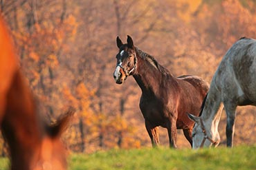 Quelle ration en cas d’ulcères gastriques chez votre cheval ? 