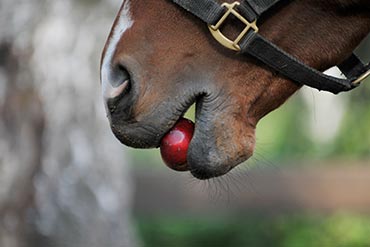 Comment faire des friandises pour son cheval facilement ? Pomme, carotte,  banane, linque des…