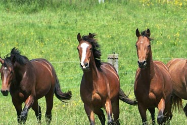 Les besoins quotidiens en eau chez le cheval