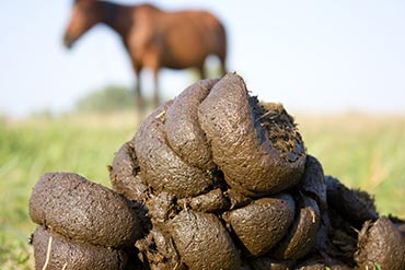  Diarrhées chroniques chez le cheval : lorsque l’alimentation est en cause !