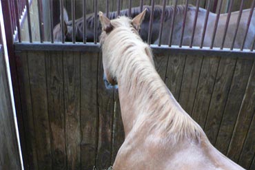 Claustrophobes les chevaux ?