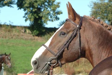 Couvrir le besoin d’entretien chez le cheval